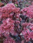 Sedum 'Purple Emperor' Stonecrop